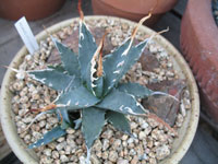 agave utahensis