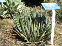 Agave utahensis