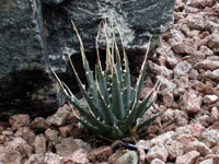 Agave utahensis