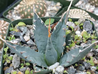 Agave utahensis