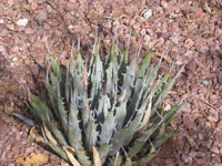 Agave utahensis