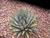 Agave utahensis