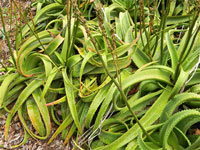 aloe vanbalenii