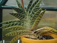 Aloe variegata