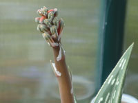 Aloe variegata