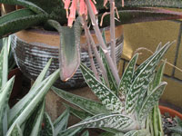 Aloe variegata