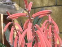 Aloe variegata