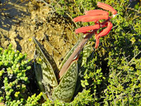 Aloe variegata