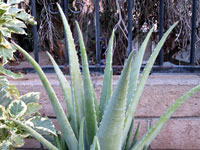 aloe vera