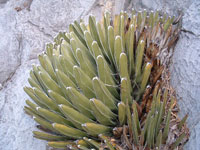 Agave victoriae-reginae