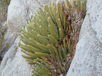 Agave victoriae-reginae