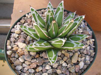 Agave victoriae-reginae