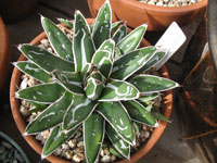 Agave victoriae-reginae