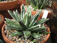 Agave victoriae-reginae