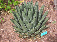 Agave victoriae-reginae