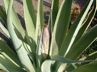 agave vilmoriniana