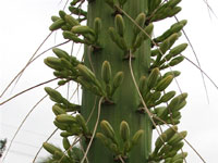 Agave vilmoriniana