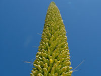Agave vilmoriniana