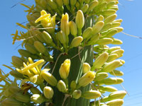 Agave vilmoriniana