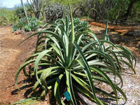 Agave vilmoriniana