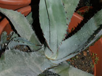 agave vizcainoensis