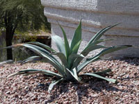 agave weberi