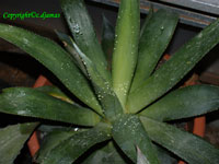 agave wendtii