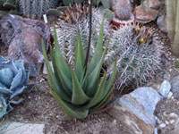 aloe wickensii