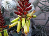 Aloe wickensii