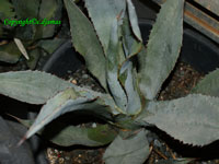 agave wocomahi