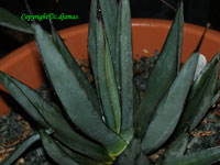 agave x nigra