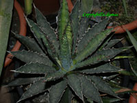 agave xylonacantha