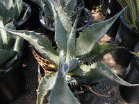 Agave zebra