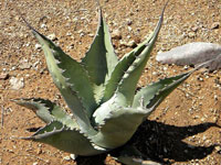 Agave zebra