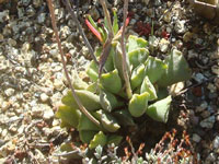 Adromischus cooperi