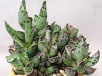 Adromischus cooperi