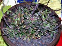 Adromischus humilis