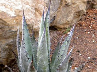 agave chrysantha