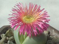 Argyroderma pearsonii