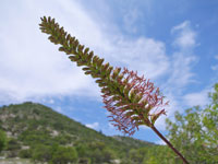 Agave striata