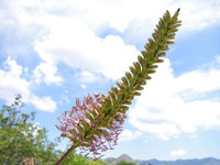 Agave striata