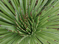 Agave striata