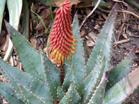 aloe aculeata