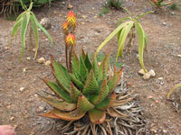 Aloe aculeata