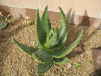 Aloe aculeata