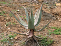 aloe comosa