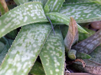 aloe ellenbeckii