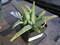 Aloe ellenbeckii