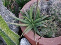 Aloe ellenbeckii