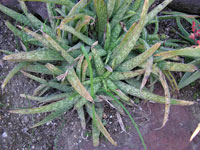 Aloe ellenbeckii